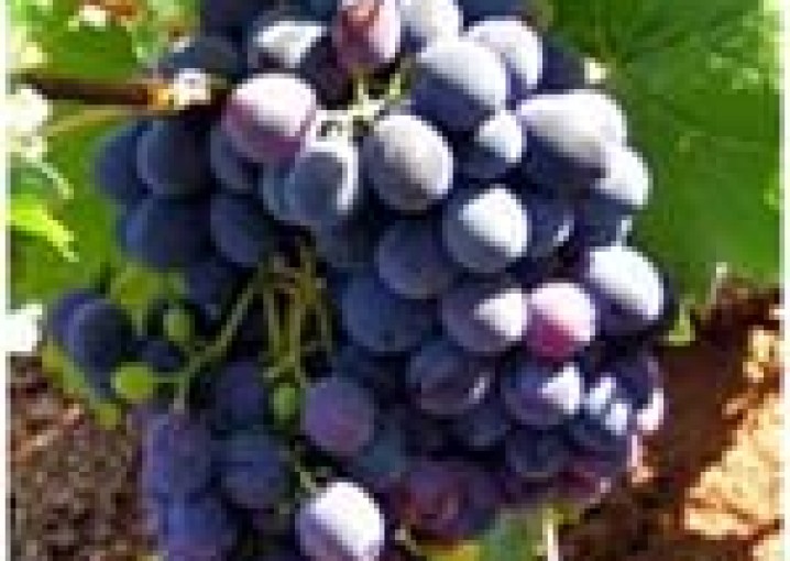 Ажьырдзы - прохладительный напиток из винограда